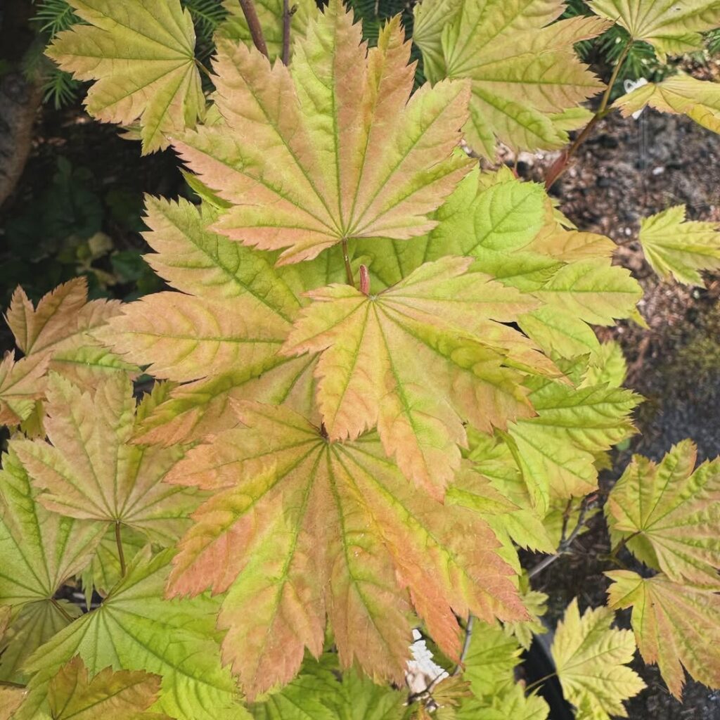Acer Circinatum