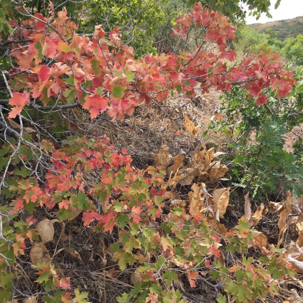 Acer Grandidentatum