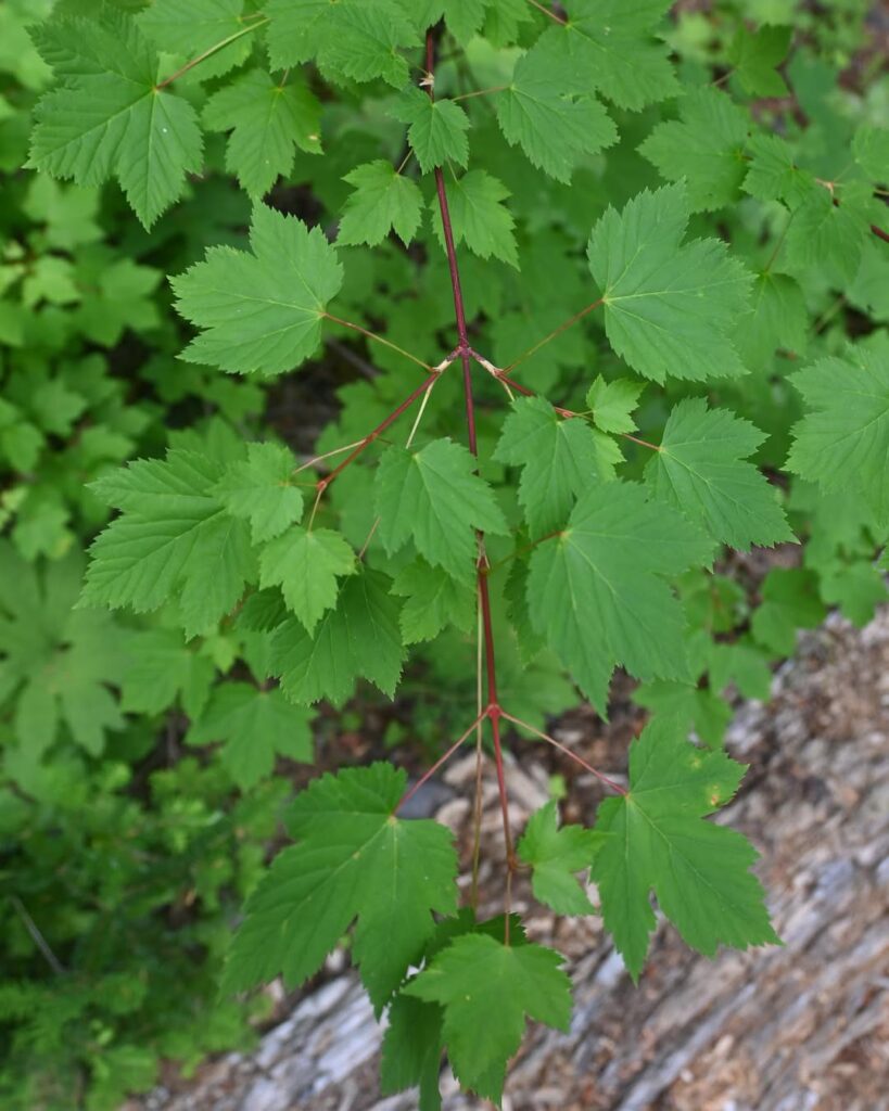 Acer glabrum