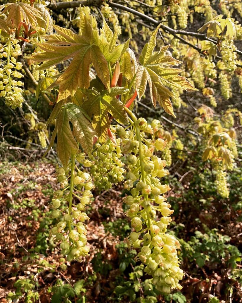 Acer macrophyllum