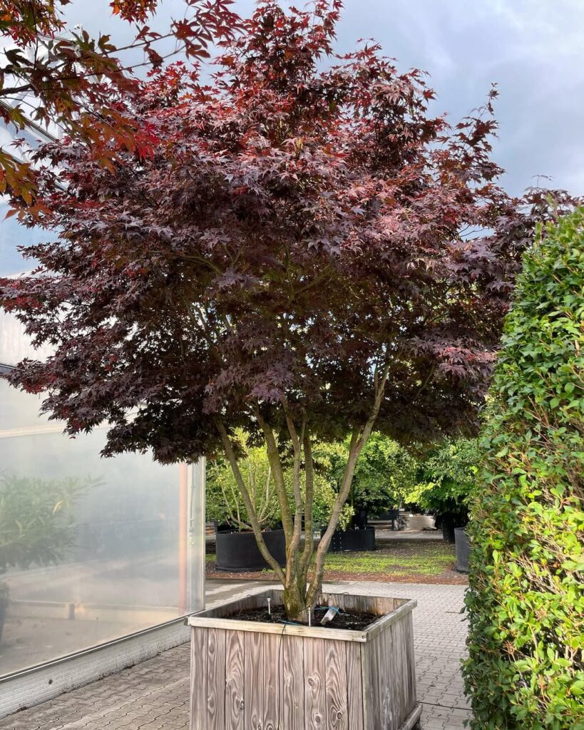 Acer palmatum ‘Bloodgood