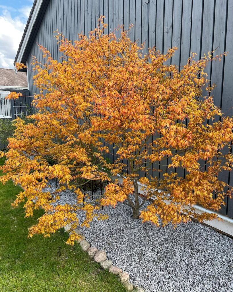 Acer palmatum ‘Orange Dream