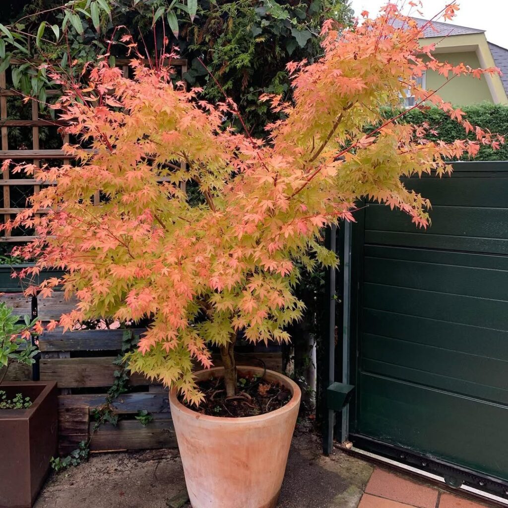 Acer palmatum ‘Sango Kaku