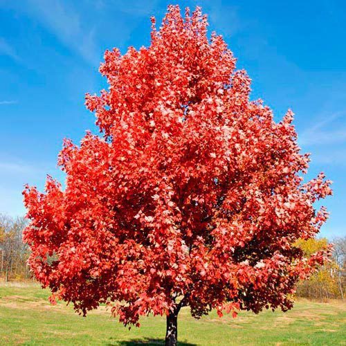 Acer rubrum