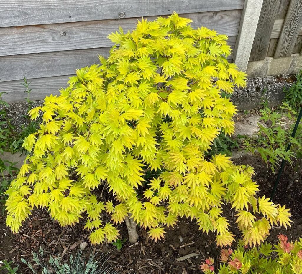 Acer shirasawanum ‘Aureum