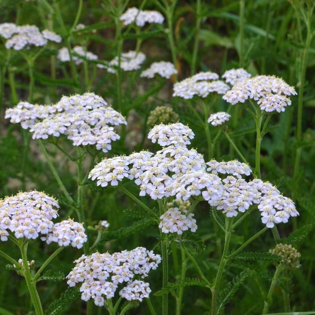 Achillea Millefolium