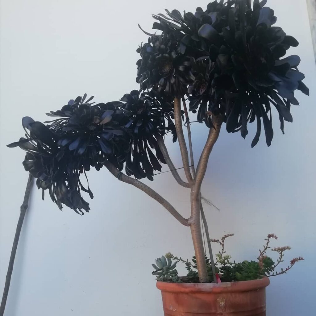 Aeonium arboreum ‘Zwartkop