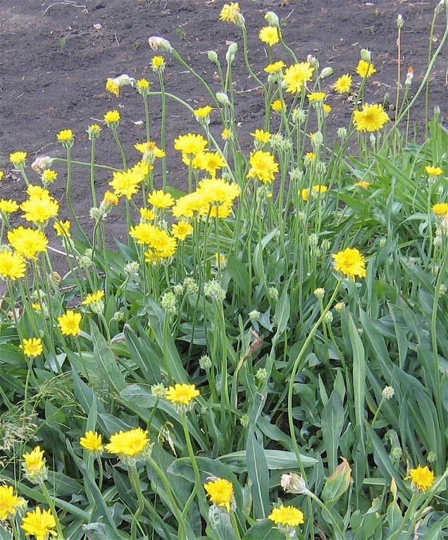 Agoseris glauca