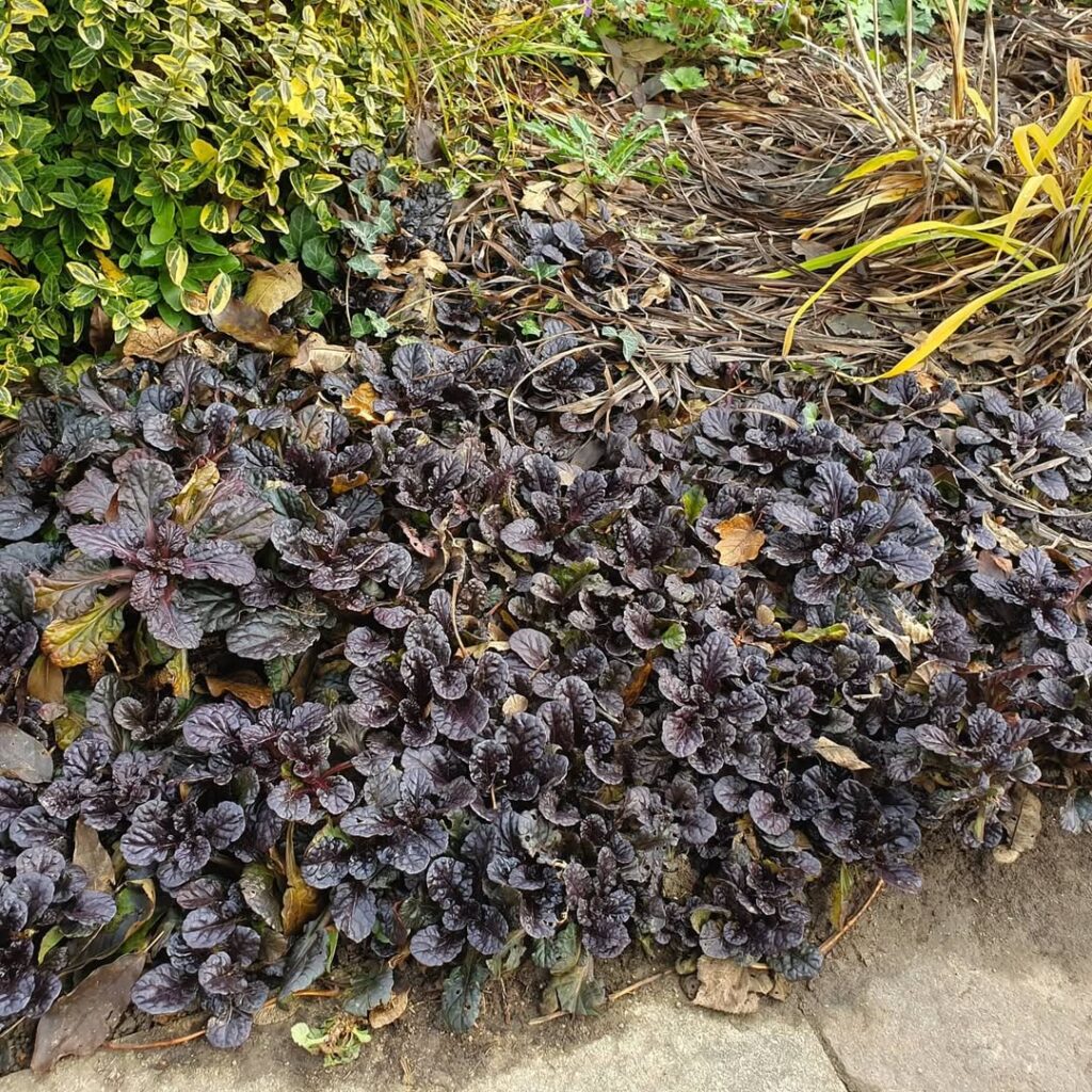 Ajuga reptans ‘Black Scallop