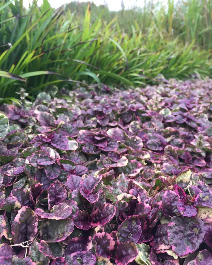 Ajuga reptans ‘Burgundy Glow