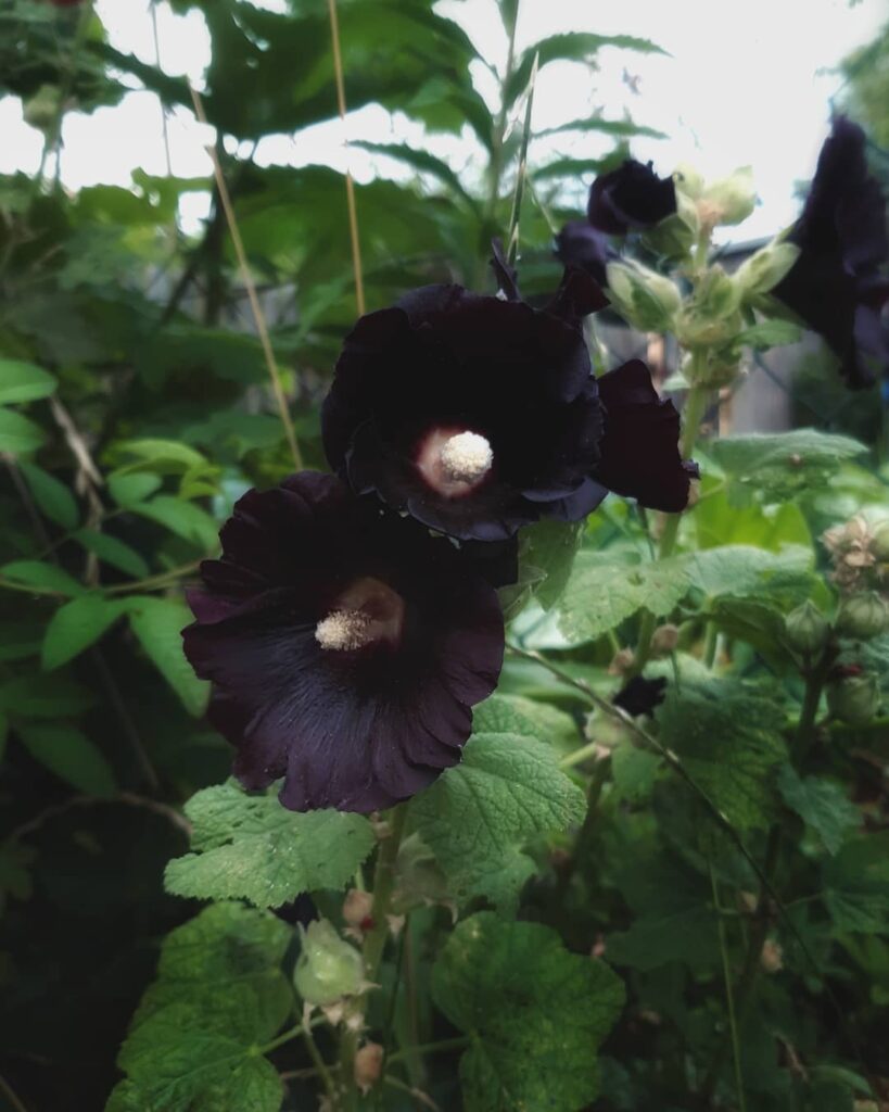 Alcea rosea ‘Nigra