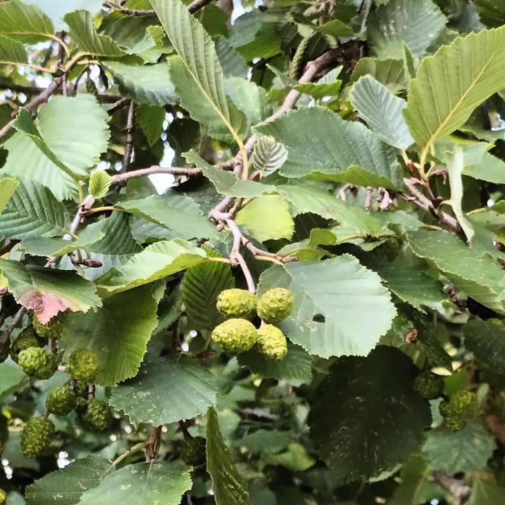 Alnus Incana