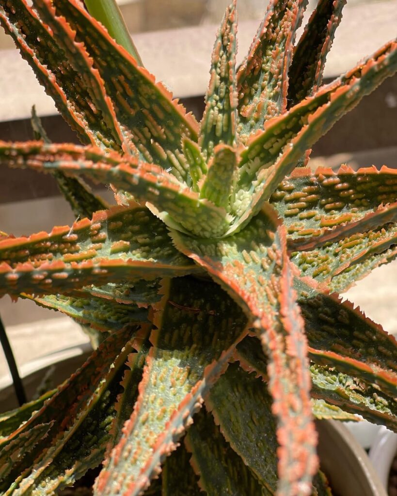 Aloe ‘Carmine