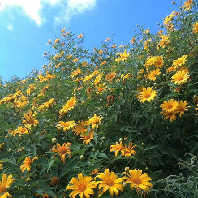 Alpine Arnica