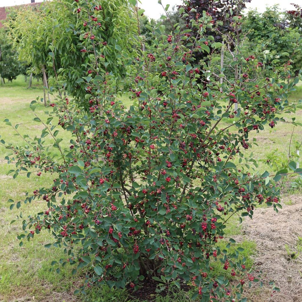 Amelanchier Alnifolia 1