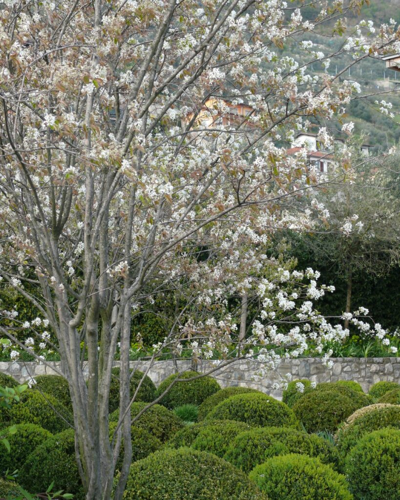 Amelanchier Canadensis