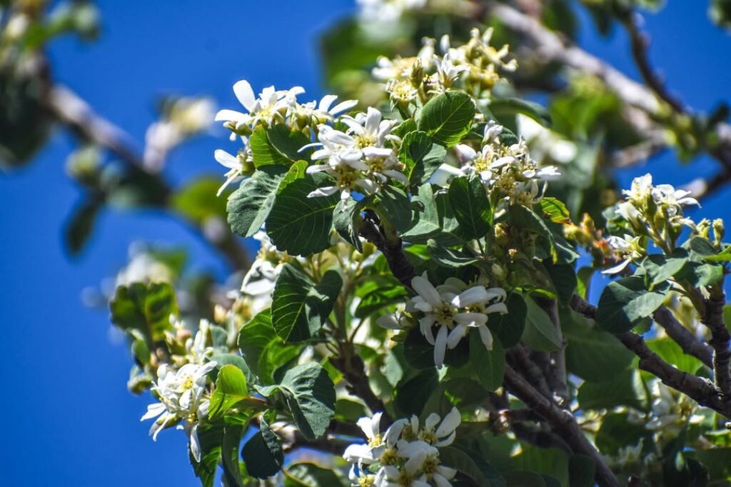 Amelanchier Utahensis