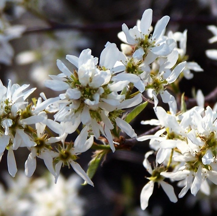 Amelanchier arborea