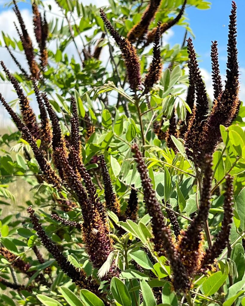 Amorpha Fruticosa