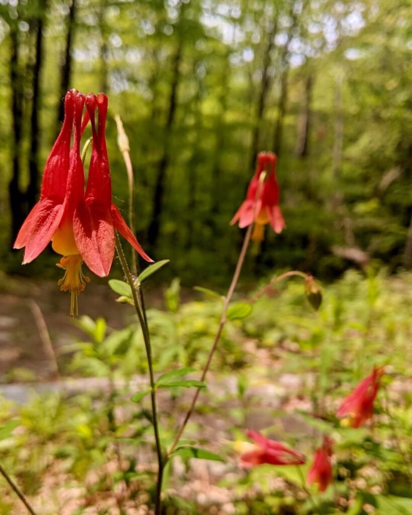 Aquilegia canadensis