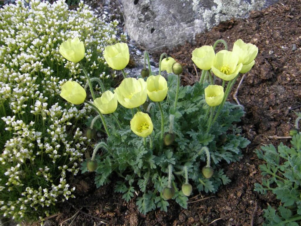 Arctic Poppies