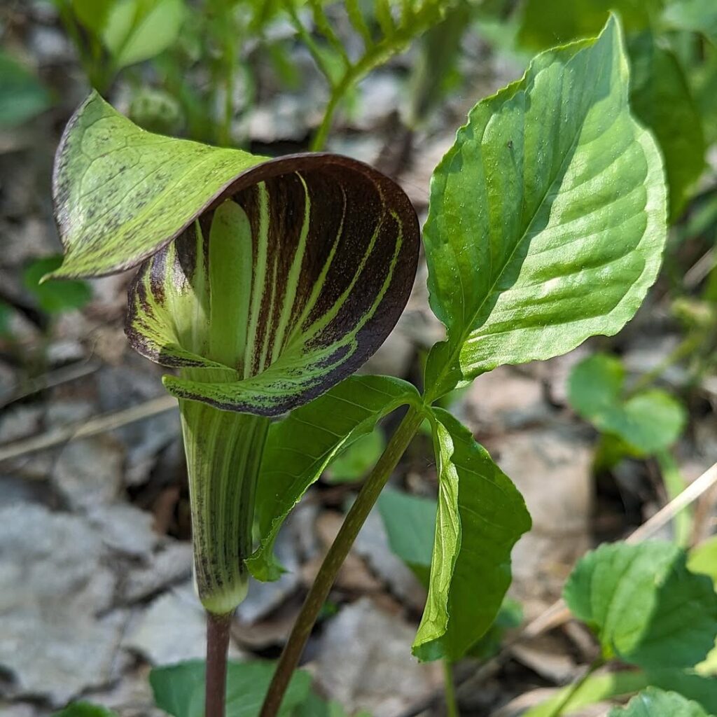 Arisaema Triphyllum