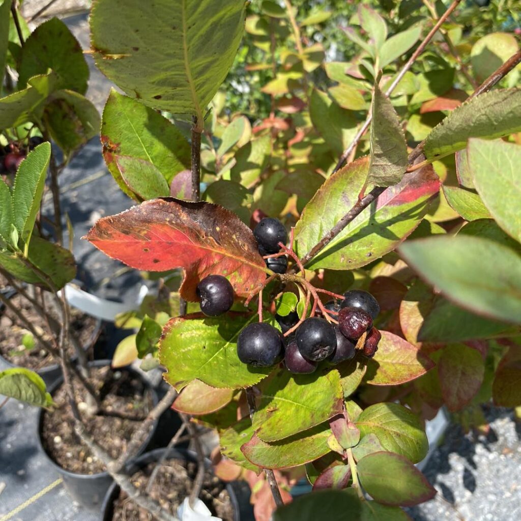 Aronia melanocarpa