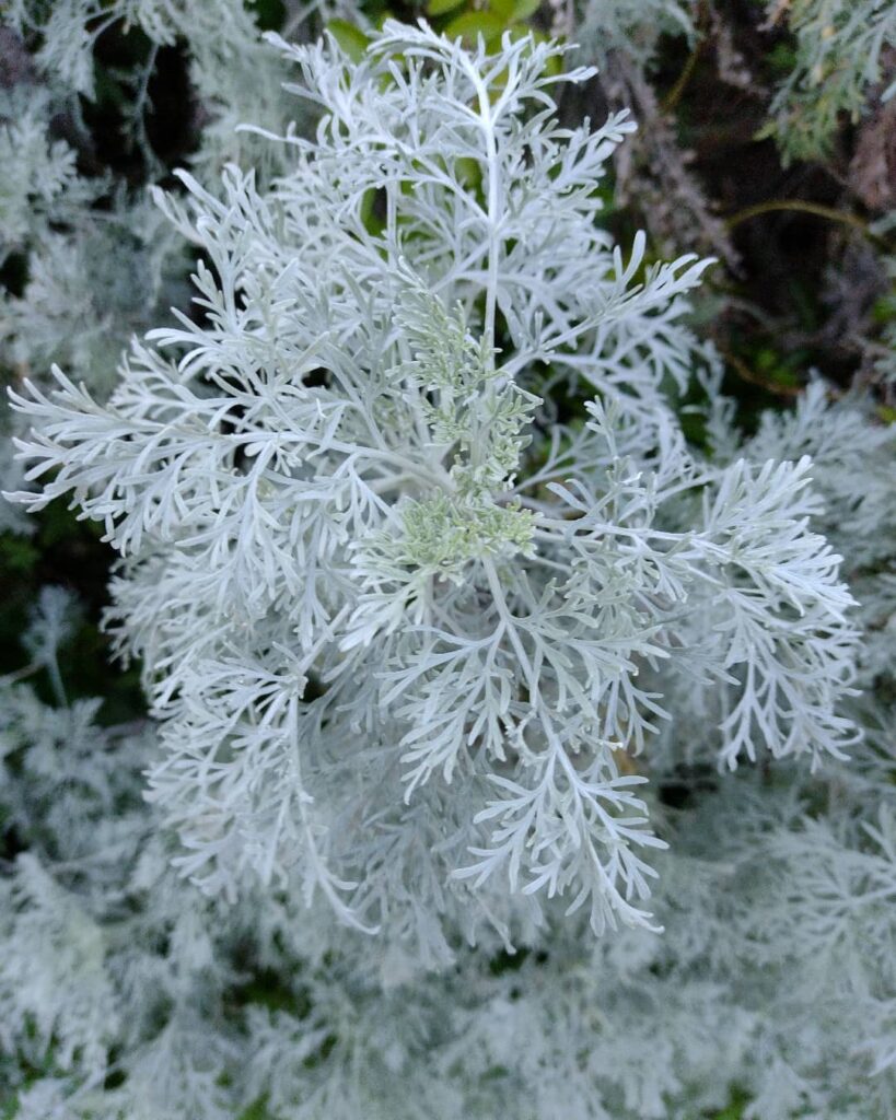 Artemisia arborescens