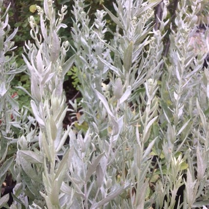 Artemisia ludoviciana