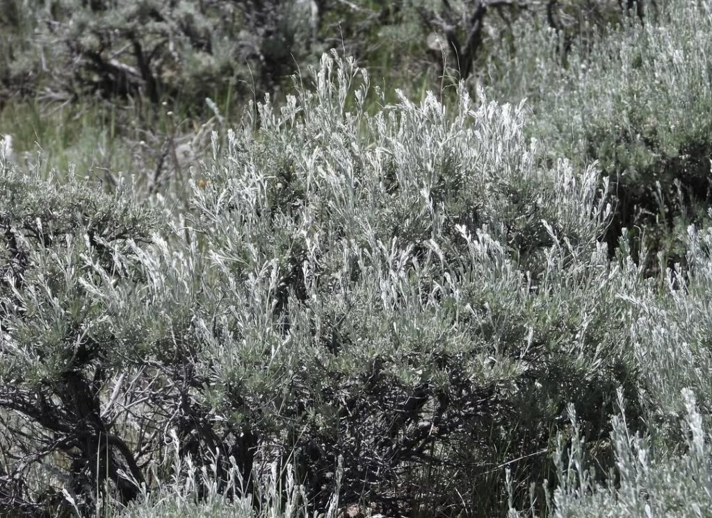 Artemisia tridentata wyomingensis