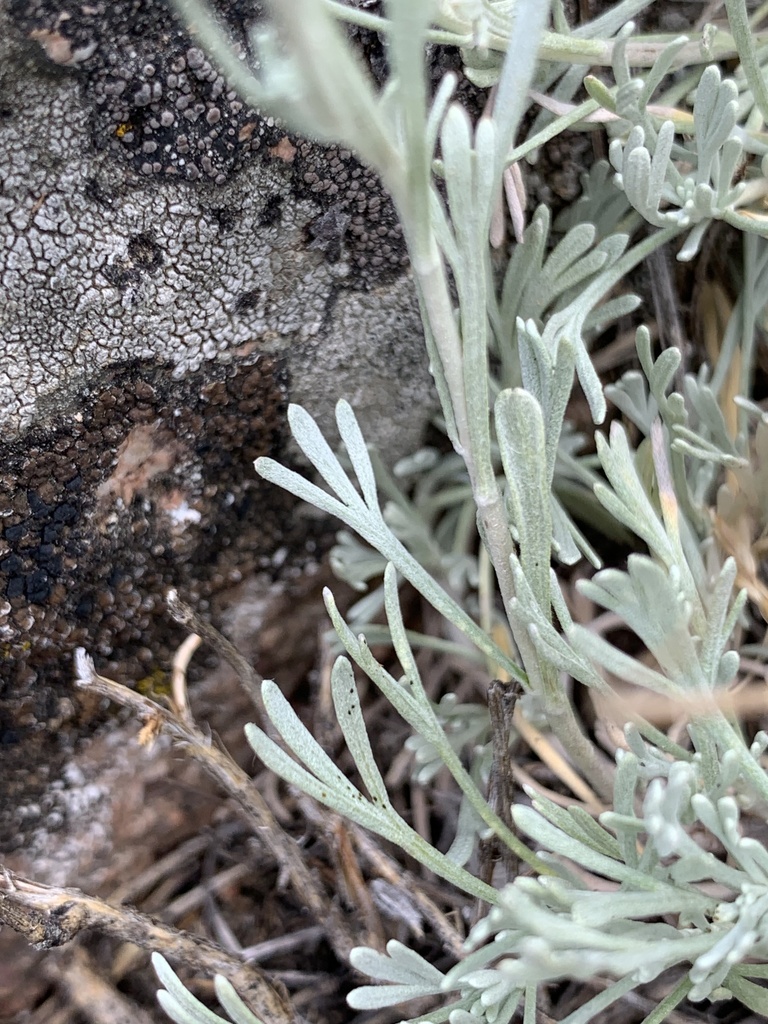 Artemisia tripartita ssp. rupicola