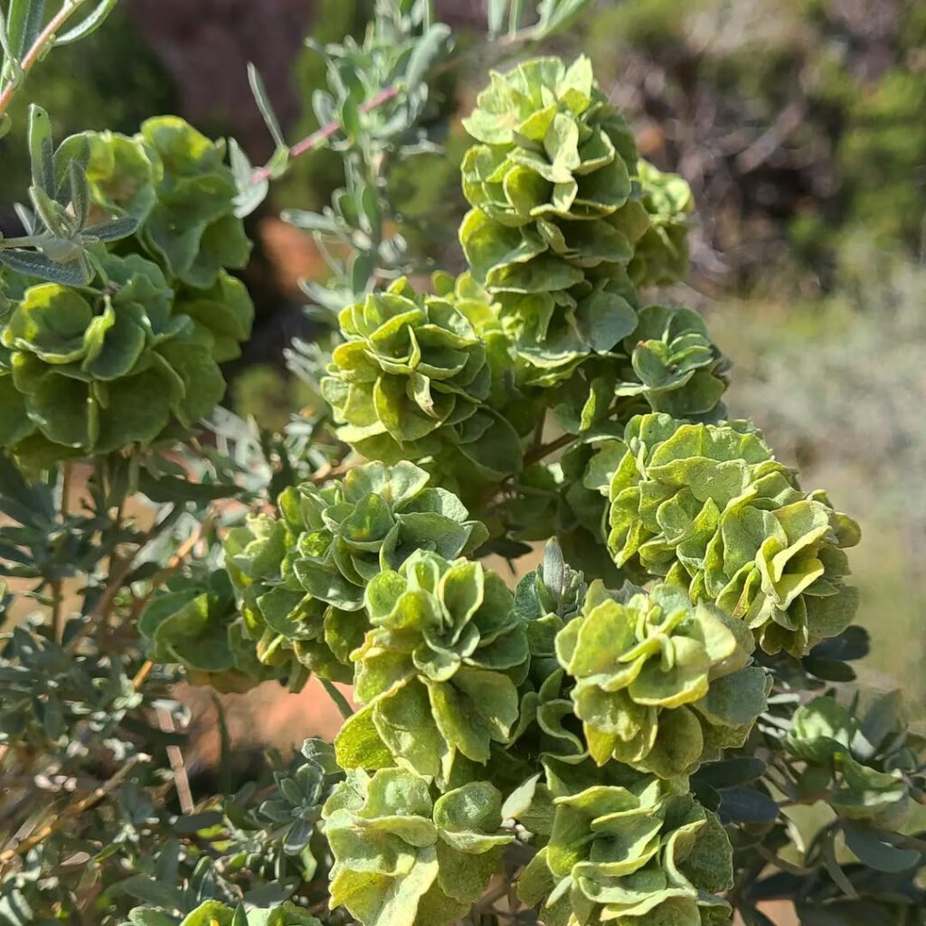Atriplex canescens