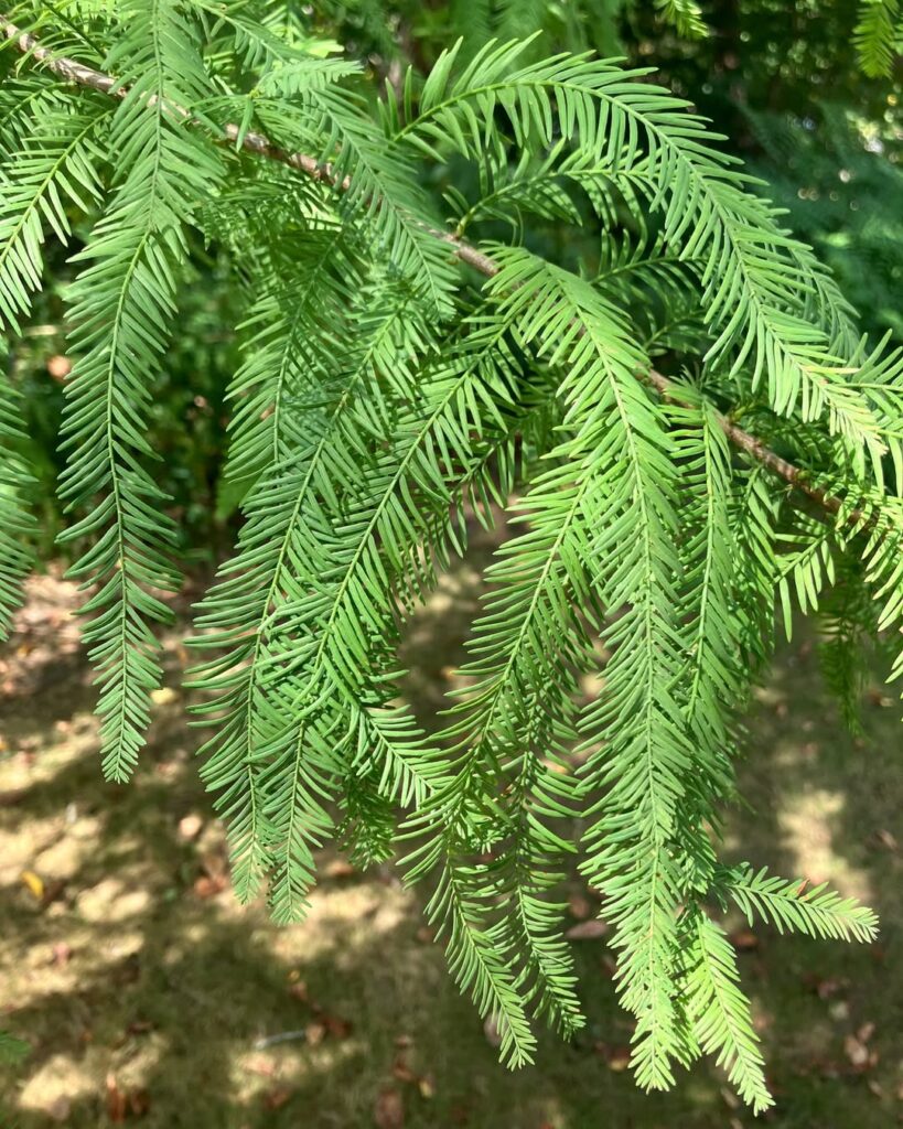 Bald Cypress