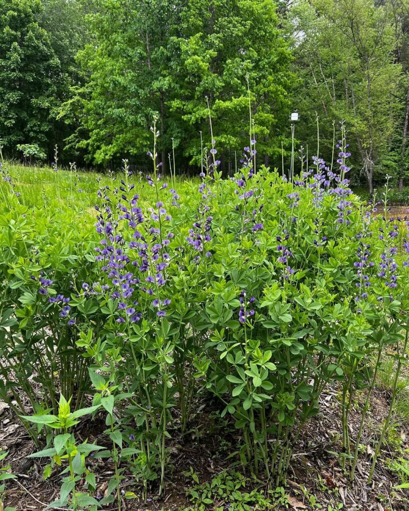 Baptisia australis