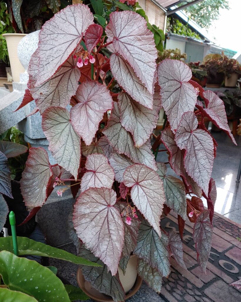 Begonia U093