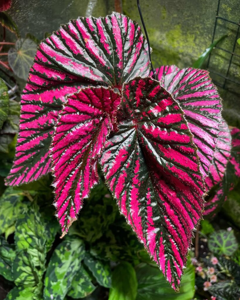 Begonia brevirimosa ‘Exotica