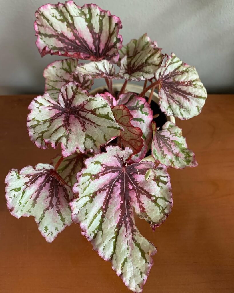 Begonia rex ‘Pink Charming