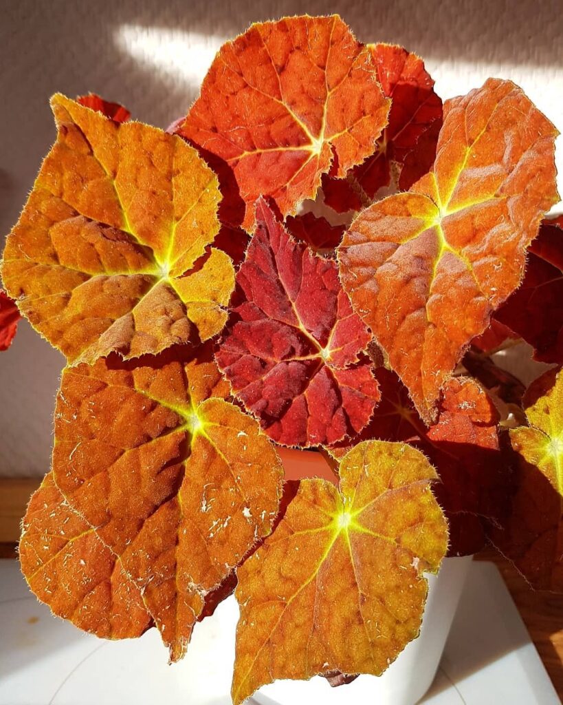 Begonia ‘Autumn Ember
