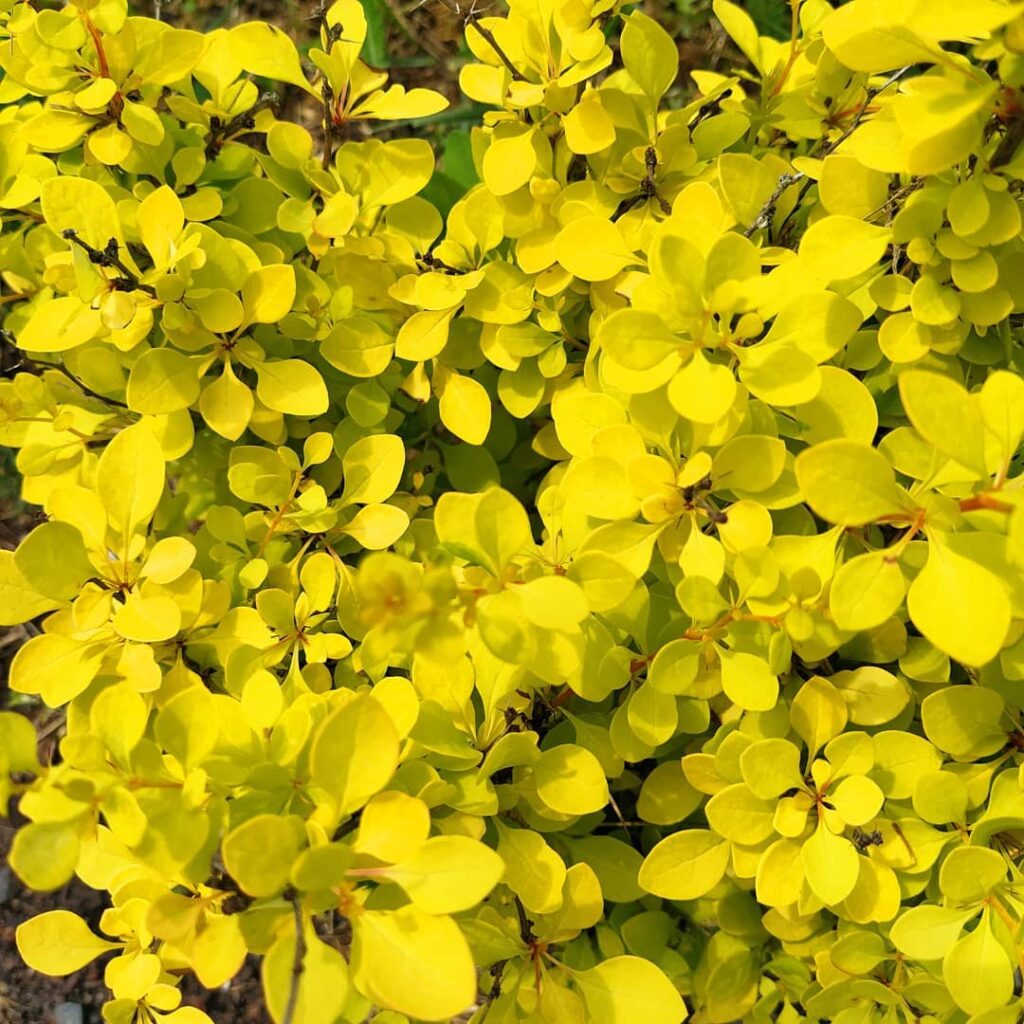 Berberis thunbergii ‘Aurea