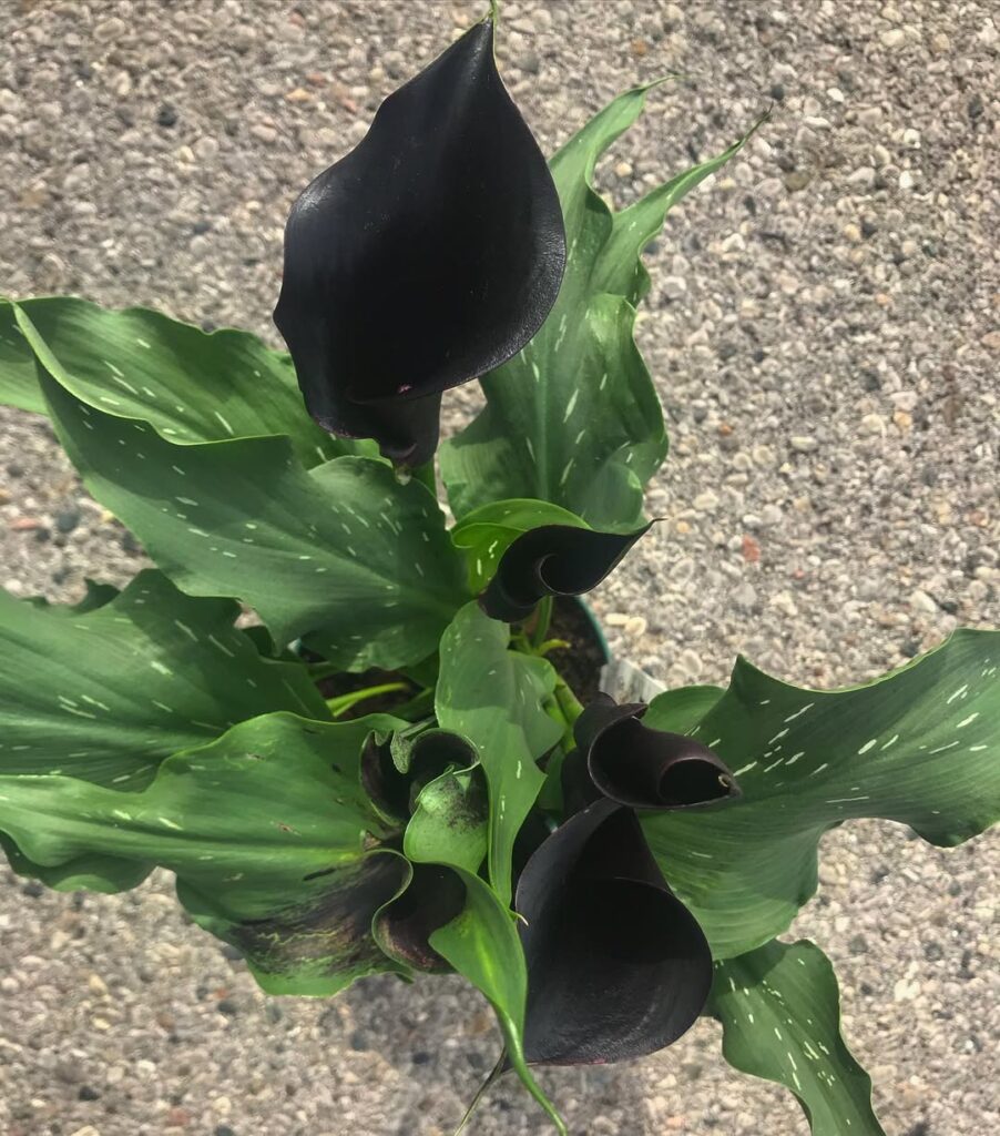 Black Calla Lily