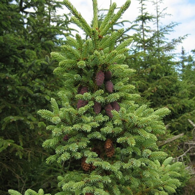 Black Spruce