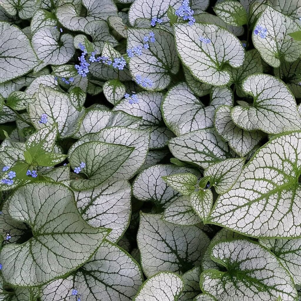 Brunnera macrophylla ‘Jack Frost