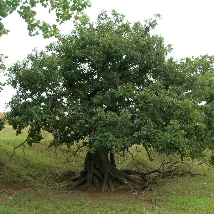 Bur Oak
