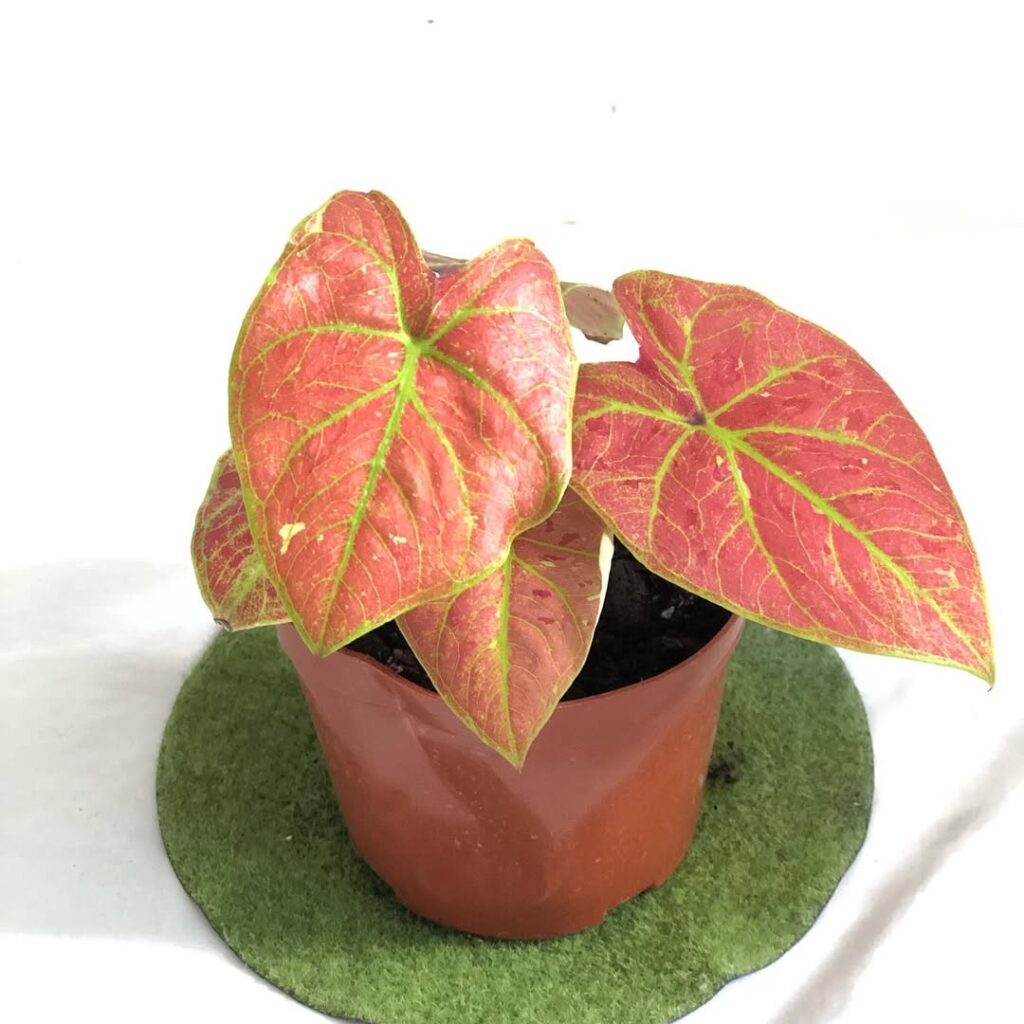 Caladium ‘New Wave