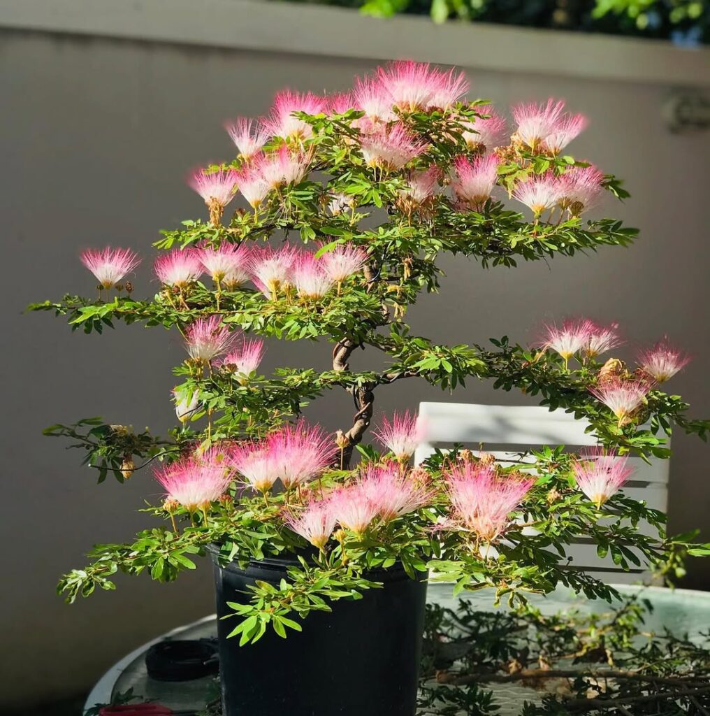Calliandra Eriophylla