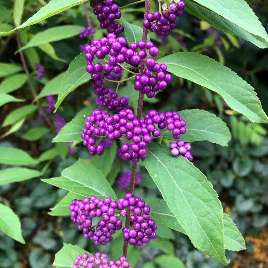 Callicarpa Americana 1