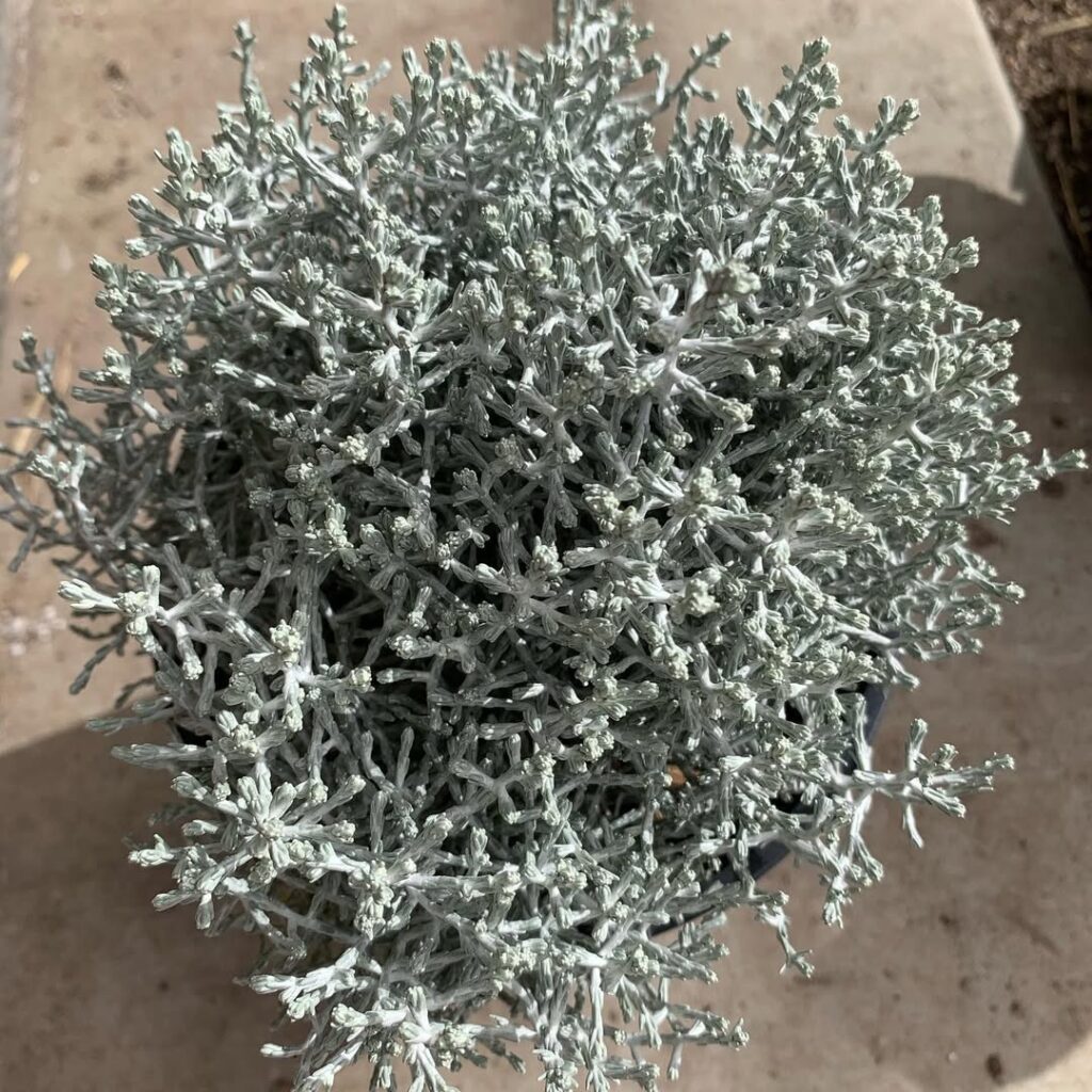 Calocephalus brownii 1