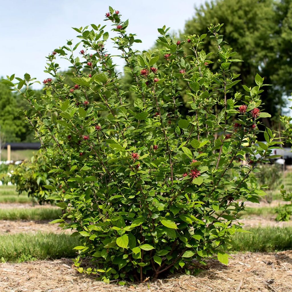 Calycanthus floridus