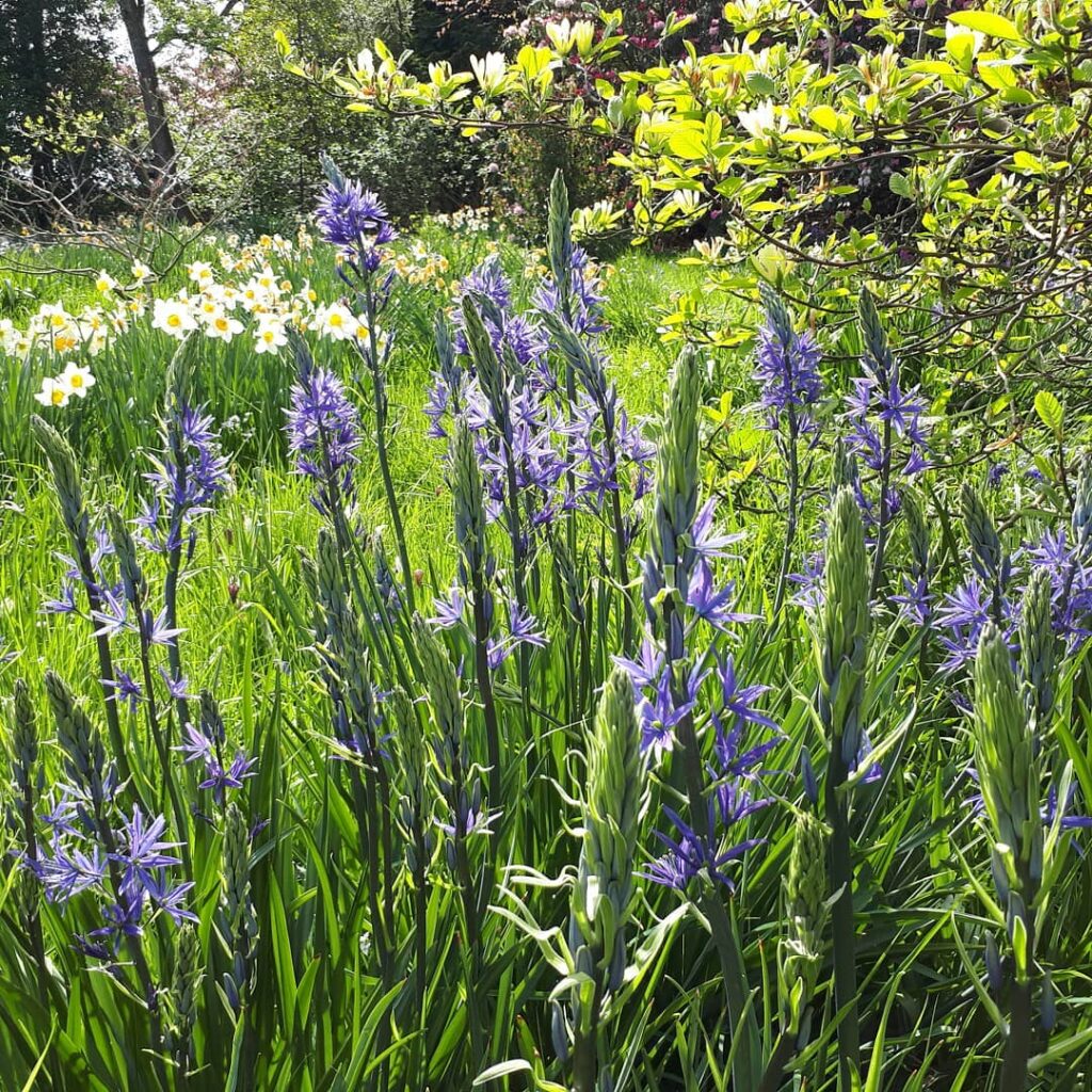 Camassia Leichtlinii
