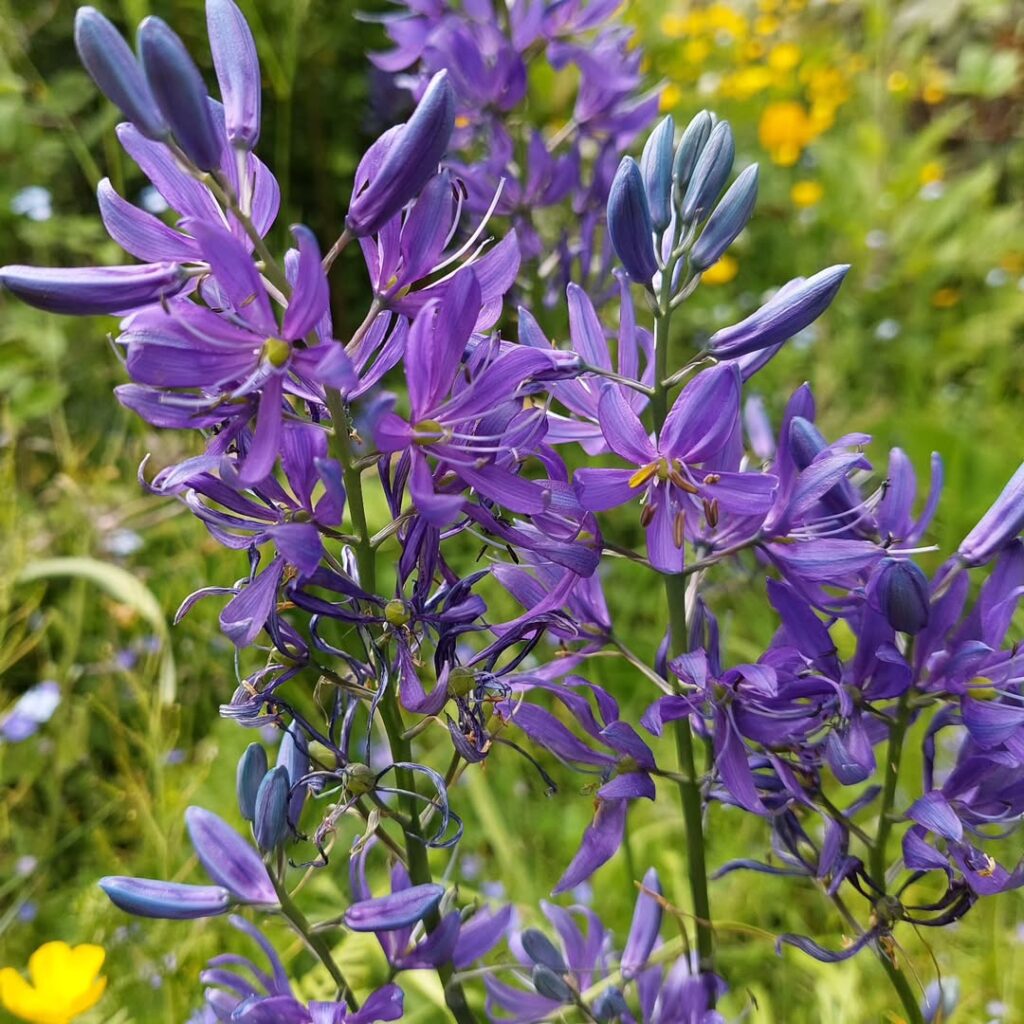 Camassia quamash